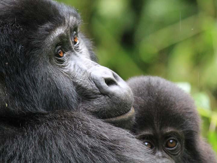 maternita gorilla emotions magazine rivista viaggi rivista turismo